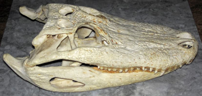 Alligator mississippiensis skull (American alligator) 4 | Flickr