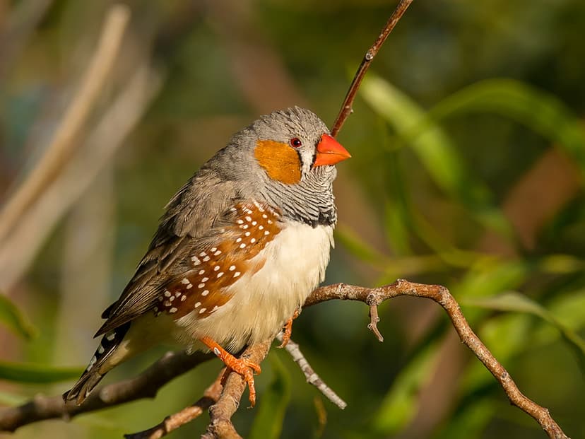 Australian Zebra Finch (Taeniopygia castanotis) | Flinders R… | Flickr