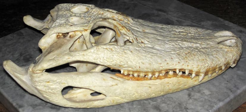 Alligator mississippiensis skull (American alligator) 5 | Flickr
