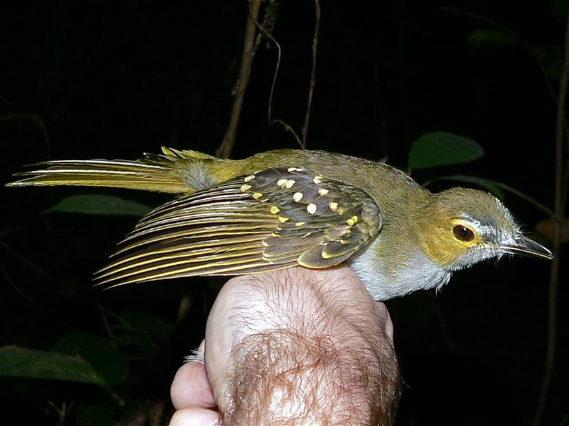 Western Nicator (Nicator chloris) | Korup NP, CAMEROON | Bernard ...