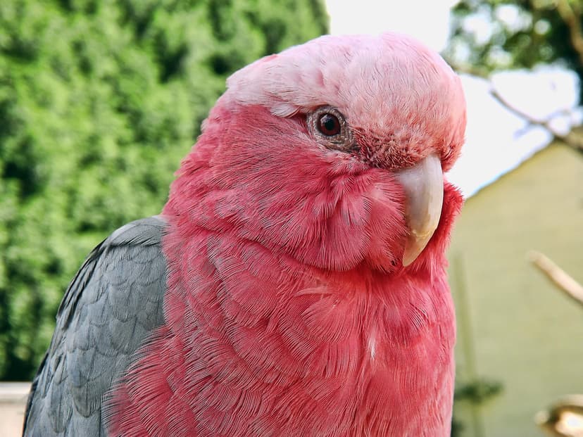 Galah Cockatoo | Taken at Tropical Birdland in Leicestershir… | Flickr