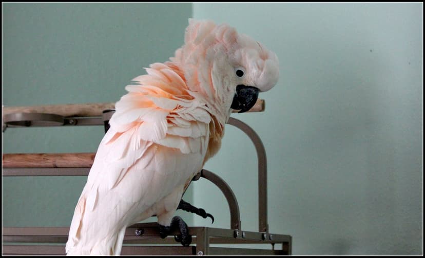 Moluccan Cockatoo | The Moluccan Cockatoo, Cacatua moluccens… | Flickr