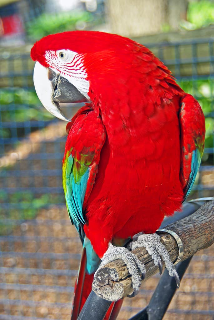 Scarlet Macaw (Ara macao) at Southwick's Zoo, Mendon MA | Flickr