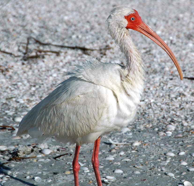 Eudocimus albus (American white ibis) (Sanibel Island, Flo… | Flickr
