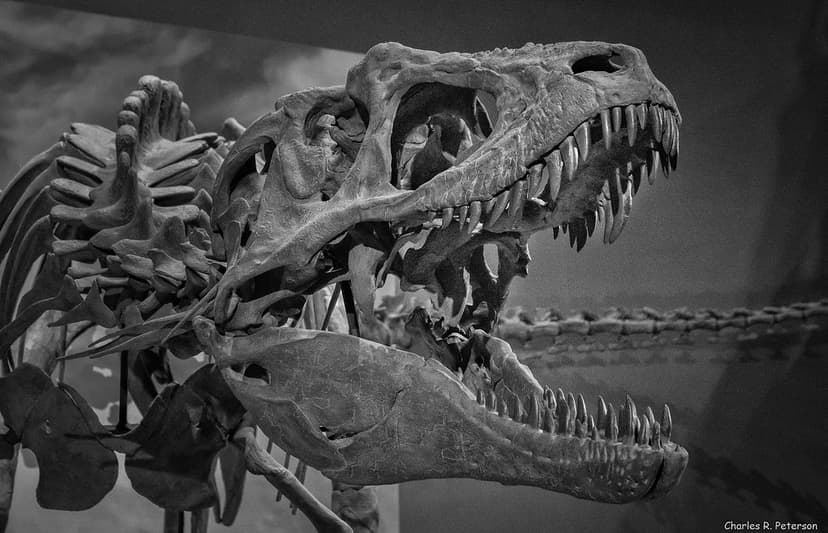 Tyrannosaurid theropod dinosaur reconstruction | Past Worlds… | Flickr