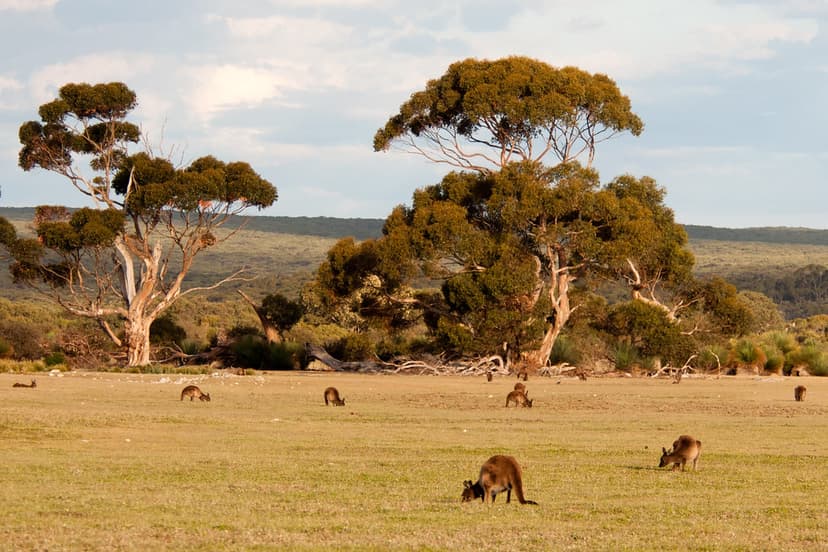 Kangaroo Island kangaroo Macropus fuliginosus fuliginosus | Flickr