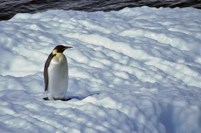 Emperor Penguin, Aptenodytes forsteri in Antarctica | Flickr