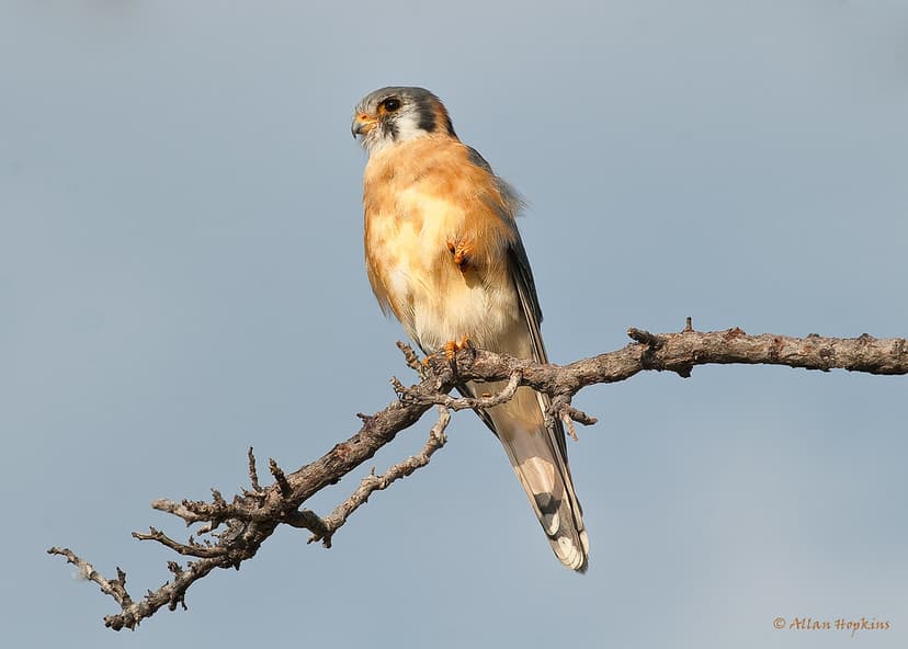 American Kestrel (South American) (Falco sparverius isabel… | Flickr
