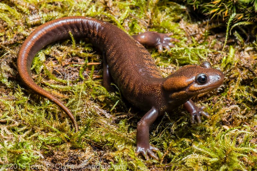 Ambystoma gracile - Northwestern Salamander | Adult male. On… | Flickr
