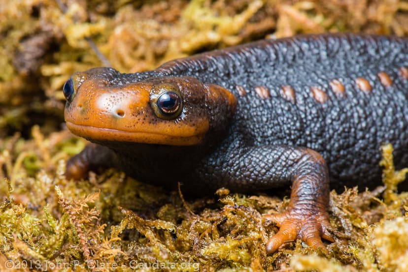 Tylototriton verrucosus - Himalayan Crocodile Newt | Flickr