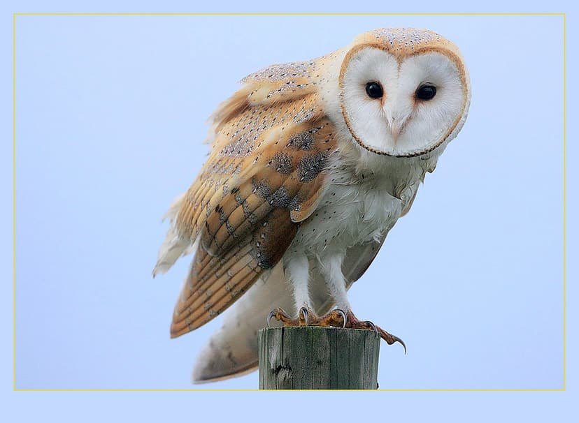Barn Owl (Tyto alba) | An image taken on one of those few se… | Flickr