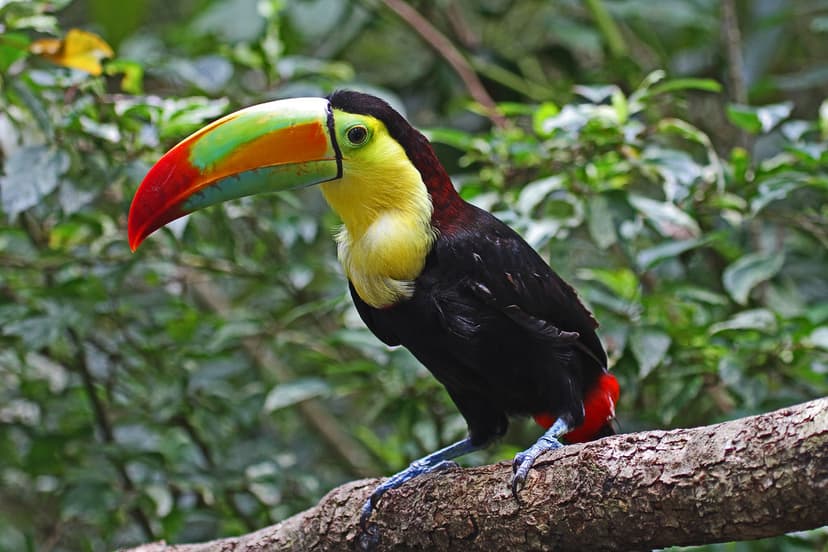 Keel-billed Toucan - Ramphastos sulfuratus, Caves Branch J… | Flickr