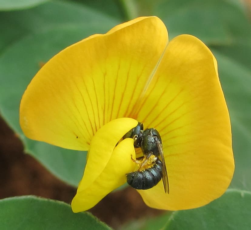 small carpenter bee pollinating groundnut flower | A carpent… | Flickr