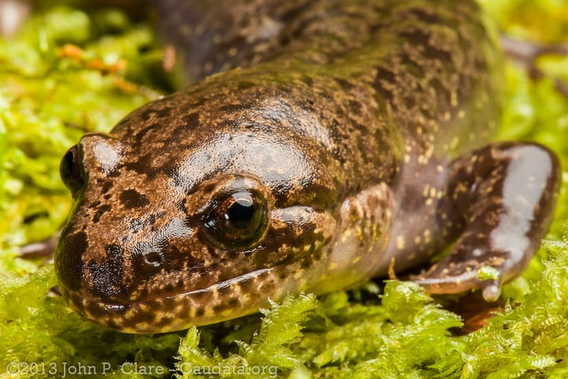 Dicamptodon tenebrsosus - Pacific Giant Salamander | Flickr