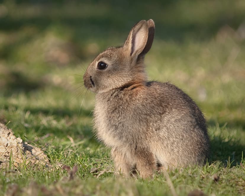 Rabbit (Oryctolagus cuniculus) | Rabbits: came originally fr… | Flickr