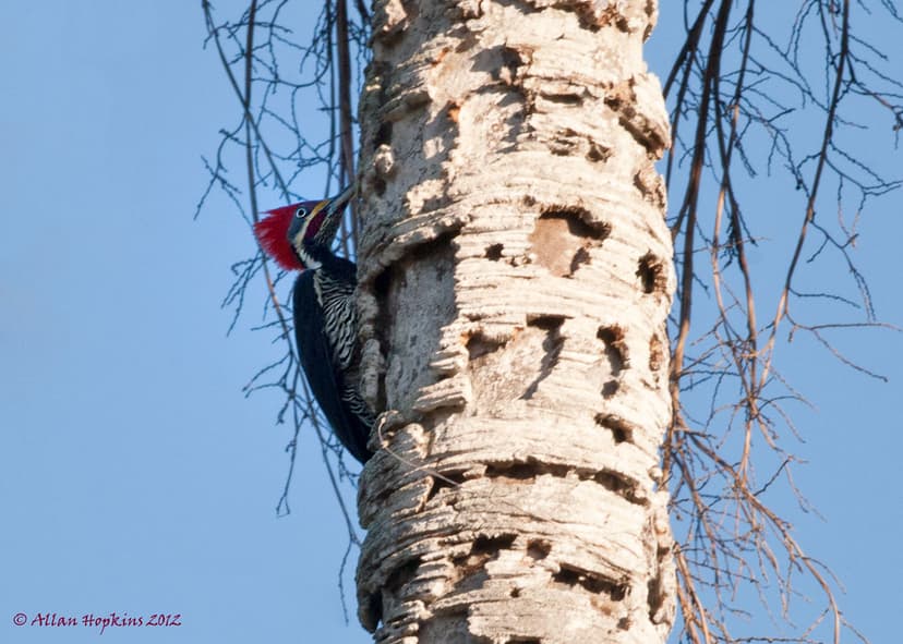 Lineated Woodpecker (Dryocopus l. lineatus) male | Ascending… | Flickr