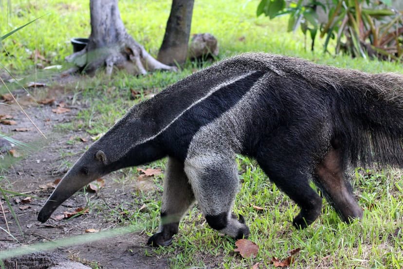 GIANT ANTEATER | (Myrmecophaga.tridactyla) REGION- South Ame… | Flickr