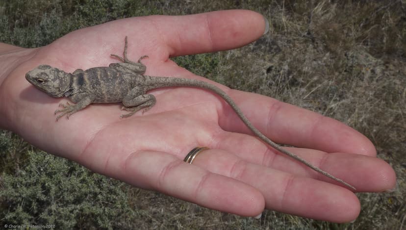 Juvenile Great Basin Collared Lizard | Crotaphytus bicinctor… | Flickr
