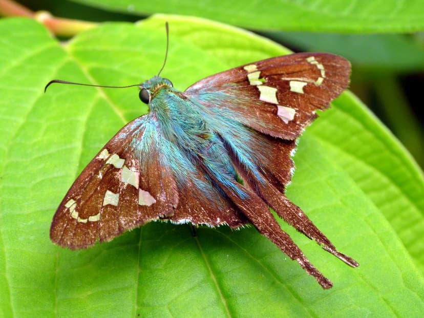 Skipper, Urbanus proteus | more butterflies of Ecuador at ww… | Flickr