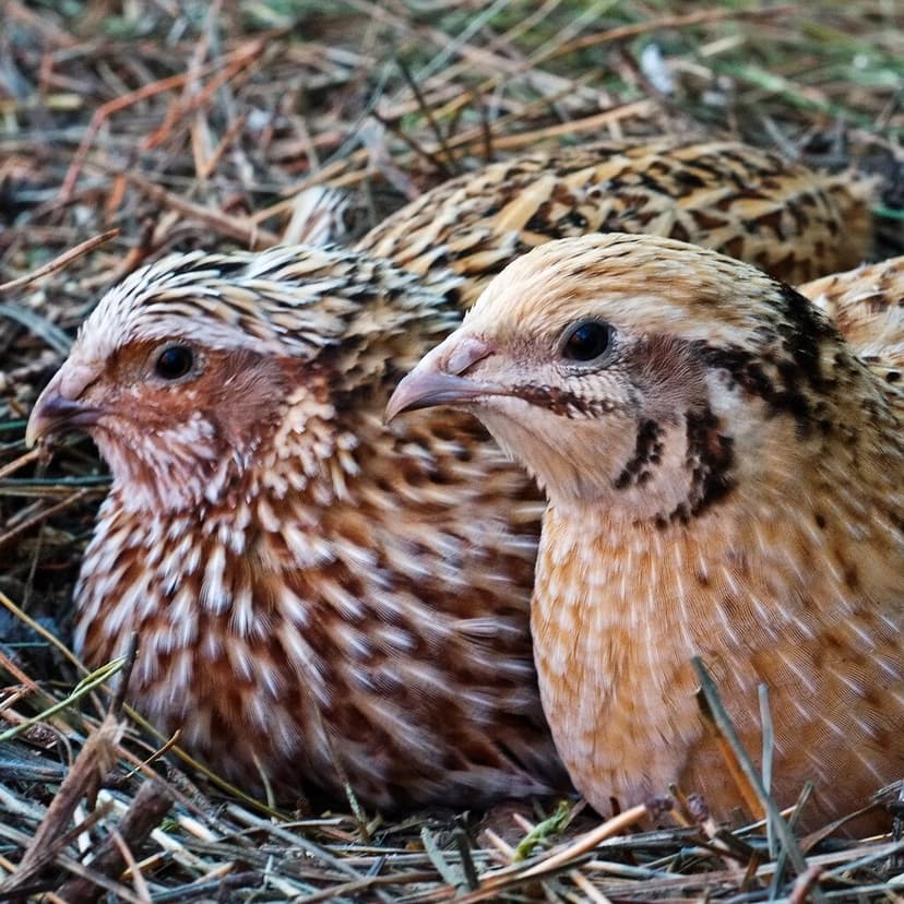 Japanese Quail | (Coturnix japonica) The late and lamented '… | Flickr