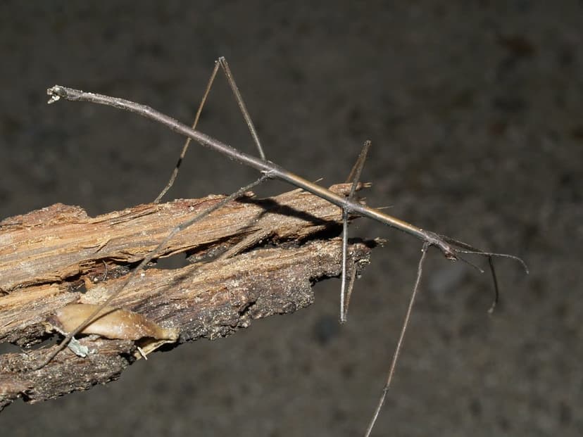 Bacillus rossius | Class: Insecta. Order: Phasmatodea. Famil… | Flickr
