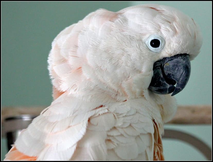 Moluccan Cockatoo | The Moluccan Cockatoo, Cacatua moluccens… | Flickr