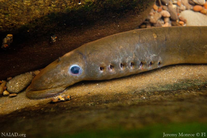 Pacific Lamprey at the Oregon Zoo | A Pacific Lamprey rests … | Flickr