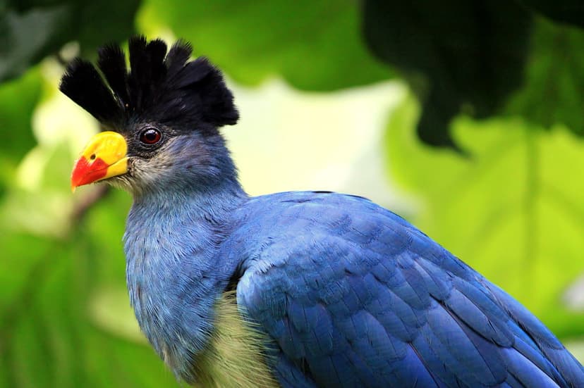 Great Blue Turaco | The Great Blue Turaco (Corythaeola crist… | Flickr