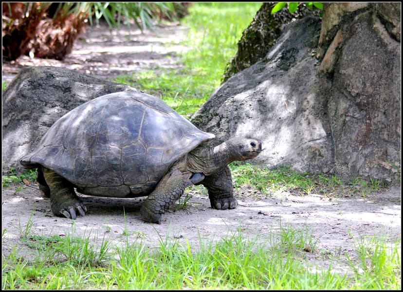 Aldabra giant tortoise | FIELD MARKS-The carapace is a brown… | Flickr