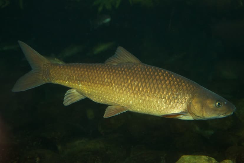 Labeobarbus capensis | The Clanwilliam Yellowfish (Labeobarb… | Flickr