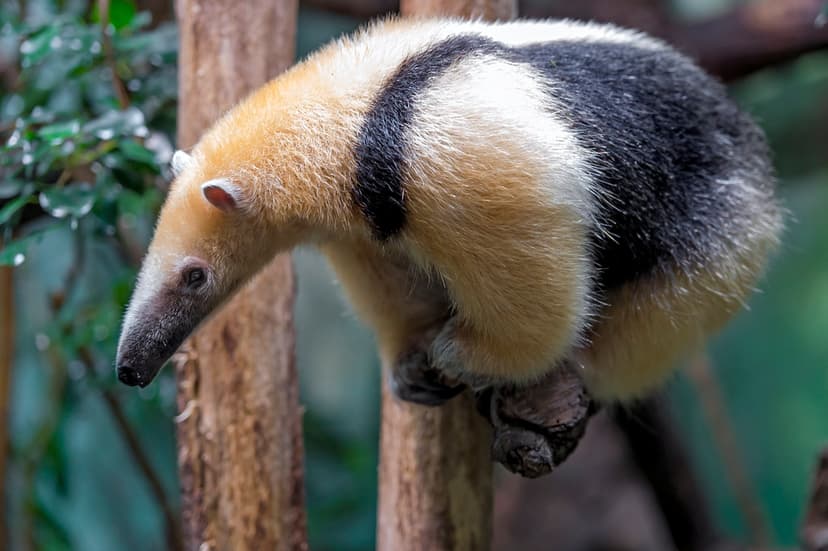 Tamandua on the branch | Picture similar as the other one, b… | Flickr