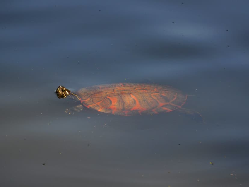 Red-Shelled Turtle | I love the color of this turtles shell ...