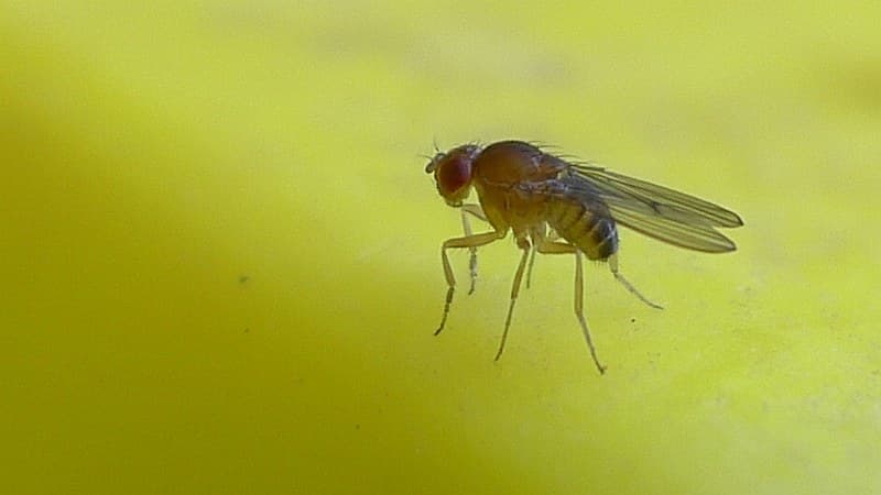 fruit fly | Fruit fly, a species of Drosophilidae in my comp… | Flickr