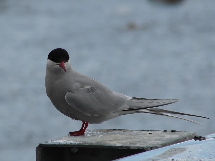 Arctic Tern | It is currently believed that the arctic tern … | Flickr