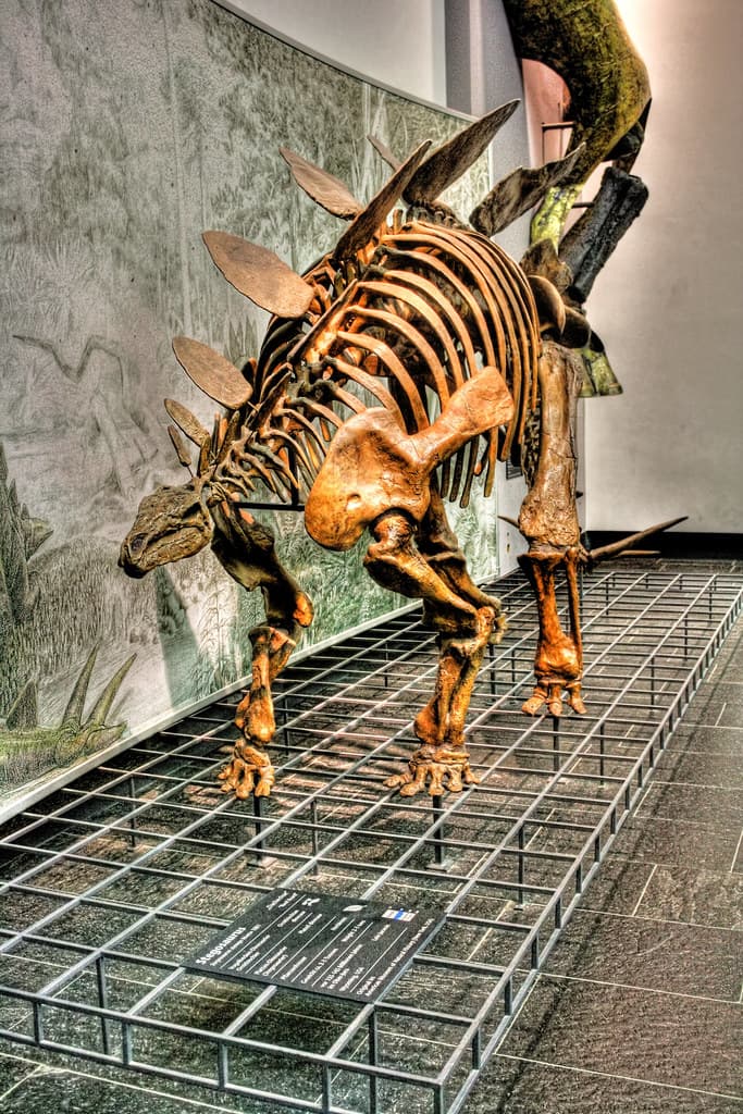 Frankfurt am Main - Senkenberg Museum - Stegosaurus | Flickr