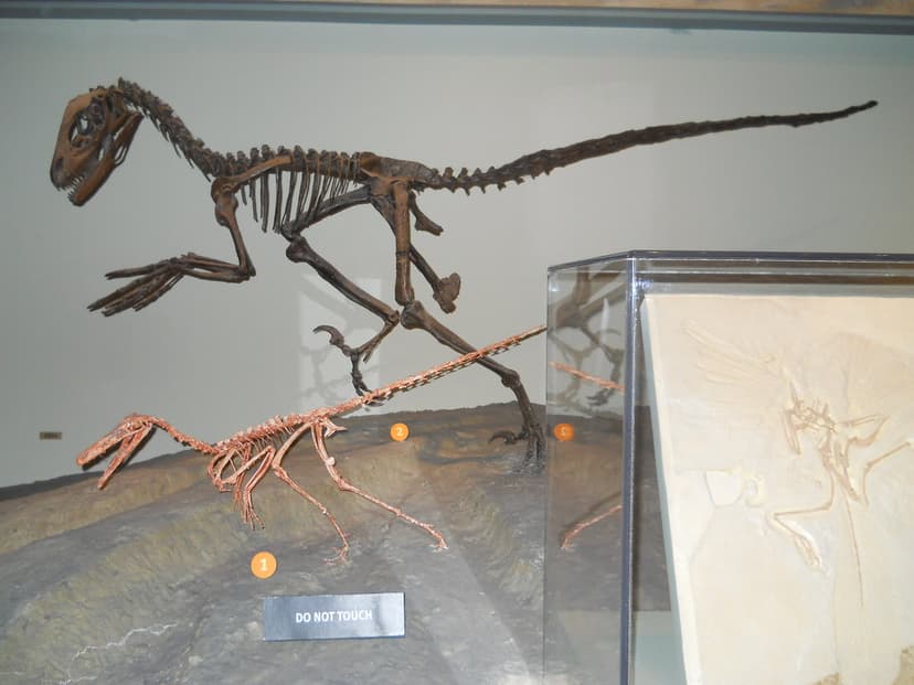 DSCN3773 | Chicago. Field Museum. Replica Archaeopteryx foss… | Flickr