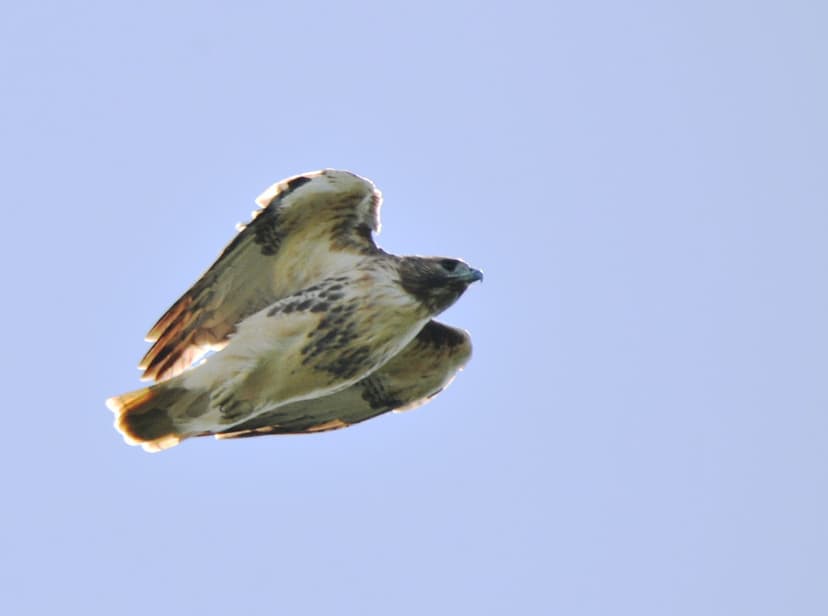 Red-Tailed Hawk Diving | Seen above the Brooklyn Botanic Gar… | Flickr