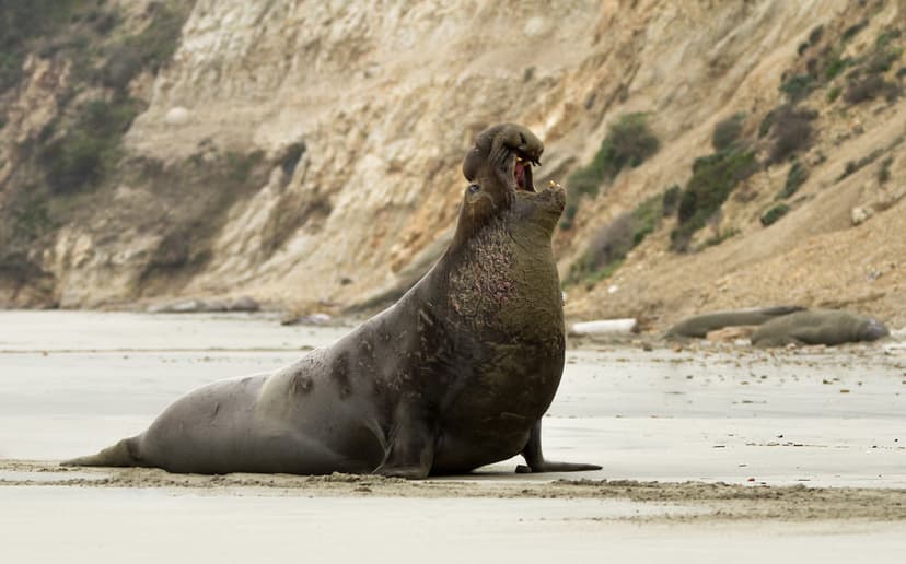 Northern Elephant Seal | From December through March, a bree… | Flickr