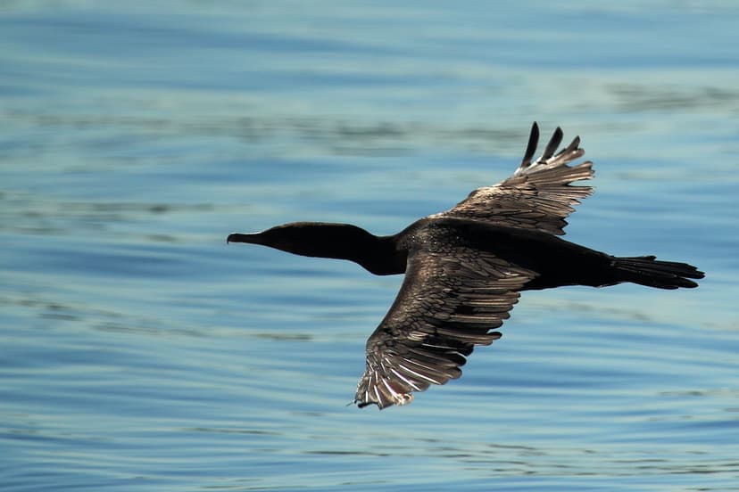 Double-crested Cormorant Flying | Double-crested Cormorant (… | Flickr