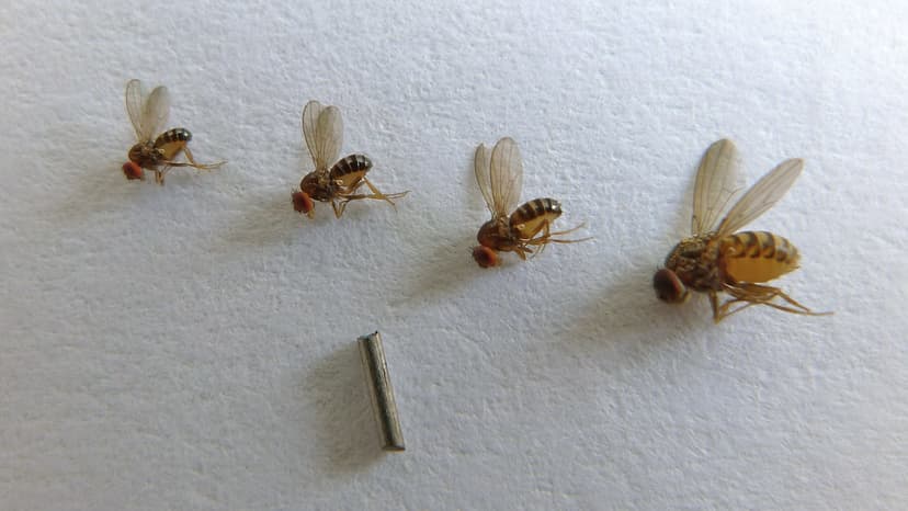 Four dark fruit flies | Like ducks on a wall, four sizes of … | Flickr