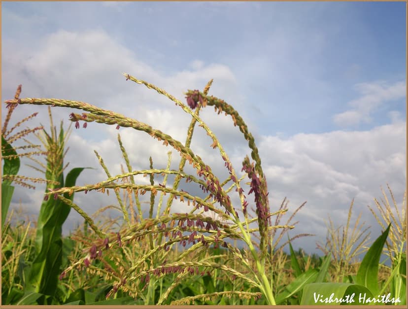 Ragi Plant/ Finger Millet | Ragi in Kannada is known as the … | Flickr
