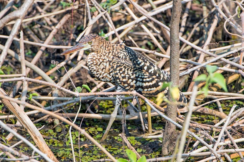 Camouflaged juvenile tiger heron | This birds know how to ca… | Flickr