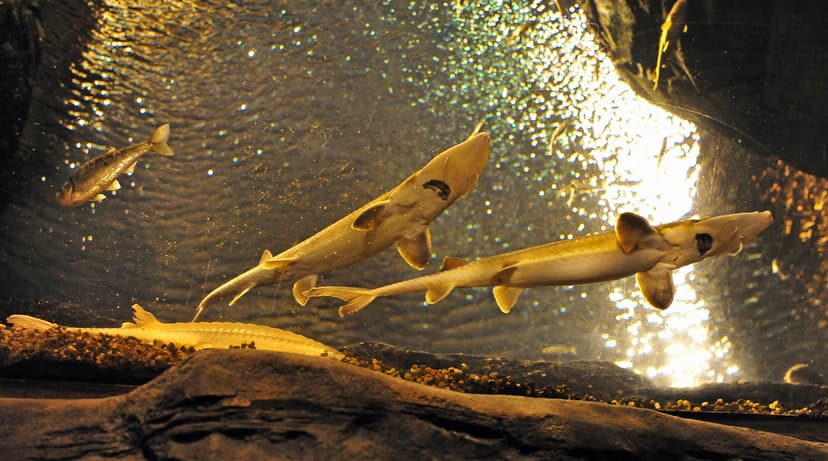 Shovelnose sturgeon (Scaphirhynchus platorynchus) | The shov… | Flickr