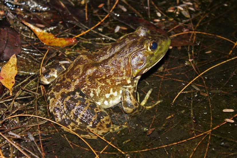 American Bullfrog (Lithobates catesbeianus) | Sadly, aside f… | Flickr