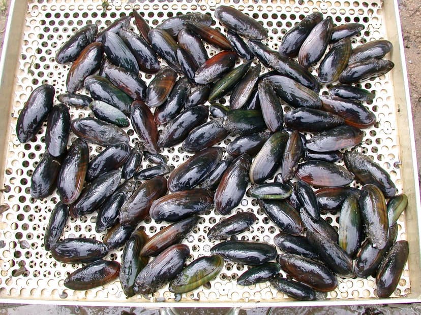 Black sandshell mussels produced by the Genoa National Fis… | Flickr