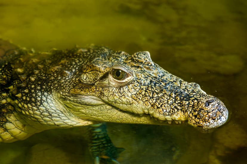 Small cute crocodile | A pretty crocodile (I don't know the … | Flickr