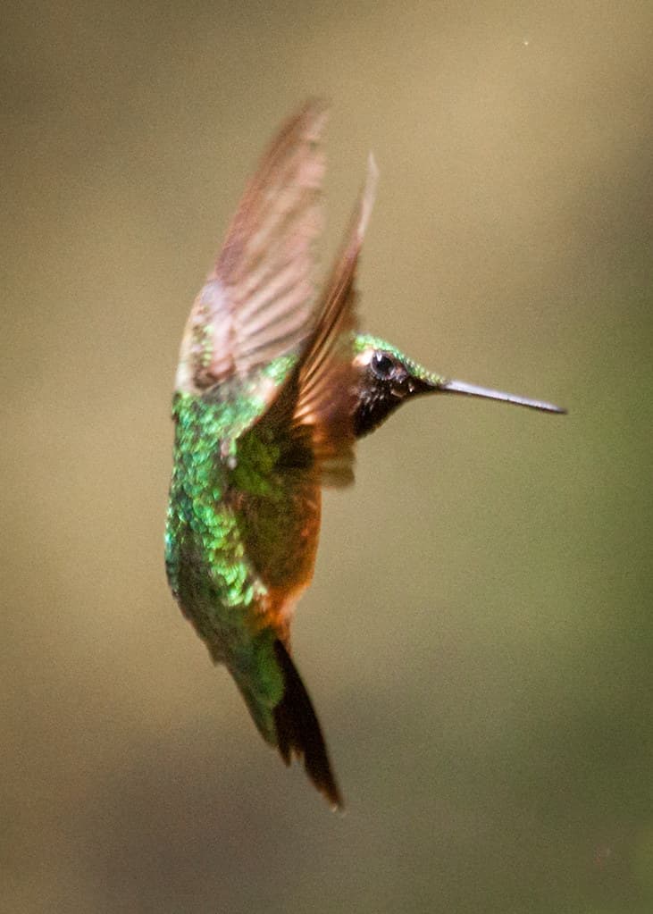 Hummingbird | This hummingbird was visiting our backyard fee… | Flickr