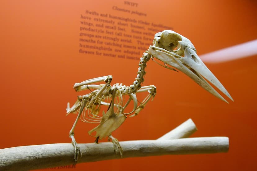 33/365: Bird Skeleton at National Museum of Natural Histor… | Flickr