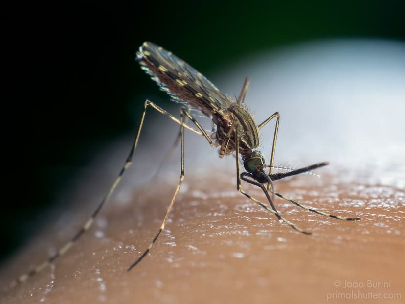 Culicidae, Anopheles sp. | Marsh mosquito biting / Mosquito … | Flickr