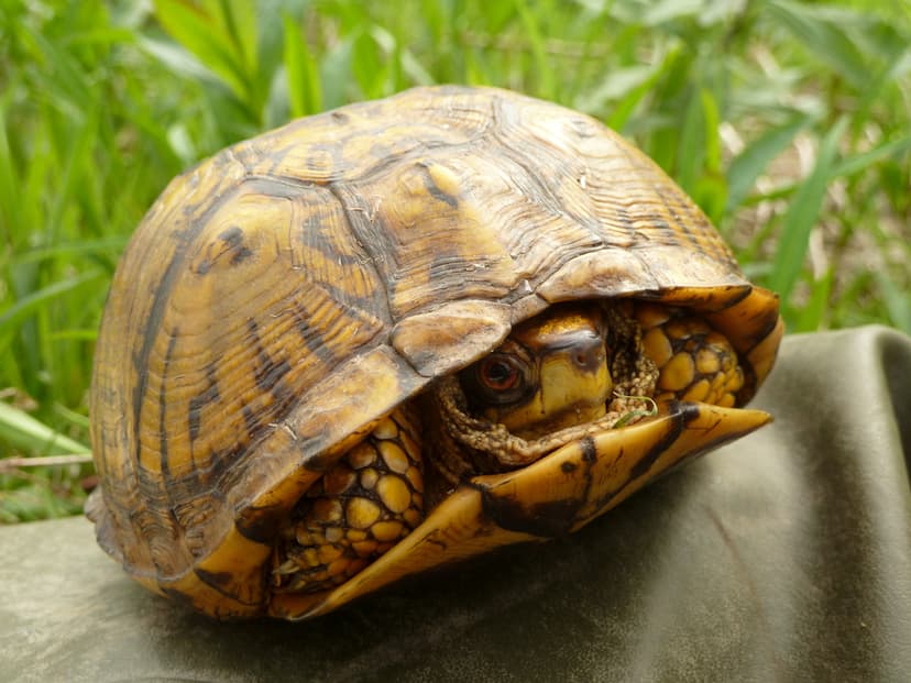 Eastern Box Turtle (Robin Baranowski, NPS Photo) | Native to… | Flickr